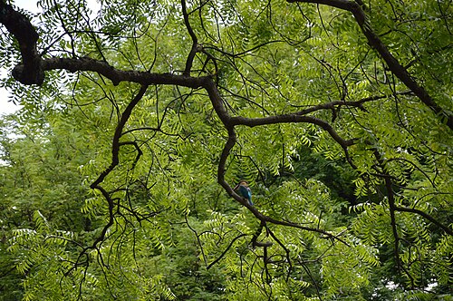 Neem: Photographed at Sibpur, Howrah.