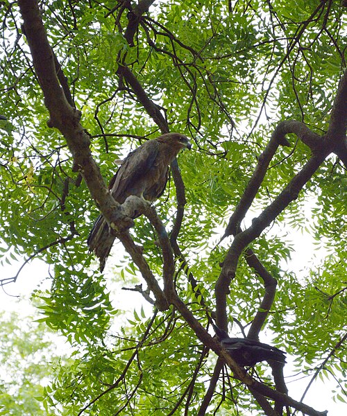 Neem: Photographed at Sibpur, Howrah.