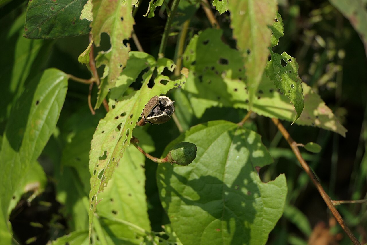 Azanza lampas: synonym: Thespesia lampas (Cav.) Dalzell