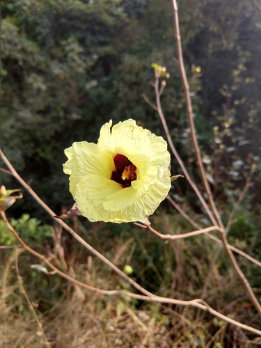 Azanza lampas (Azanza lampas)