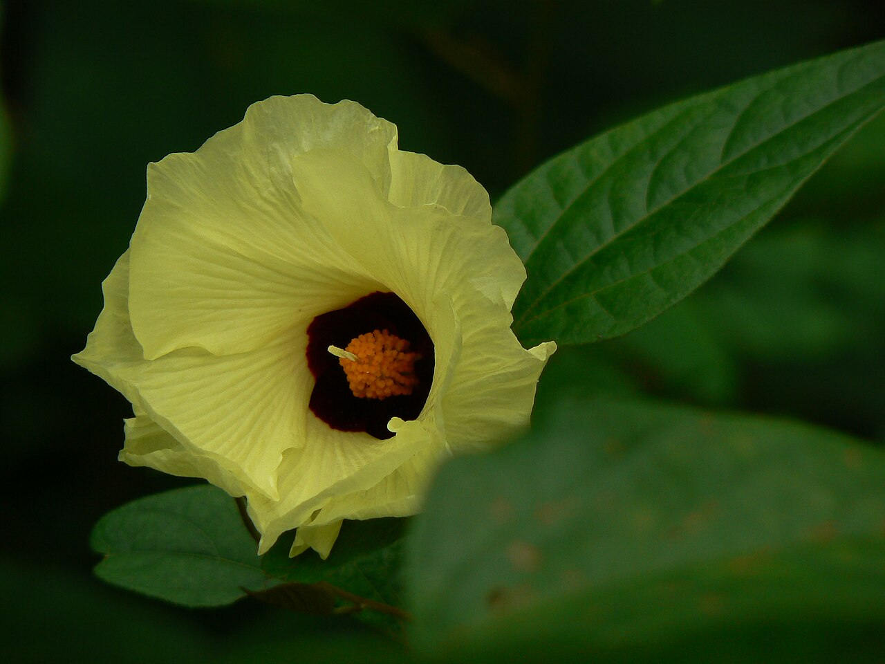 Azanza lampas: Malvaceae (mallow family) » Thespesia lampas thess-PEE-zee-uh -- from the Greek thespios (marvelous, divine) LAM-puhs -- from the Greek lampa (torch) commonly k