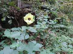 Azanza lampas (Azanza lampas)