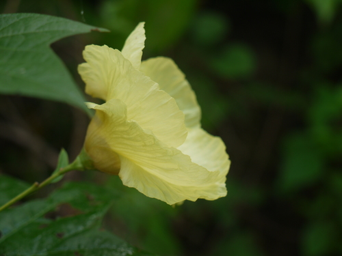 Azanza lampas (Azanza lampas)
