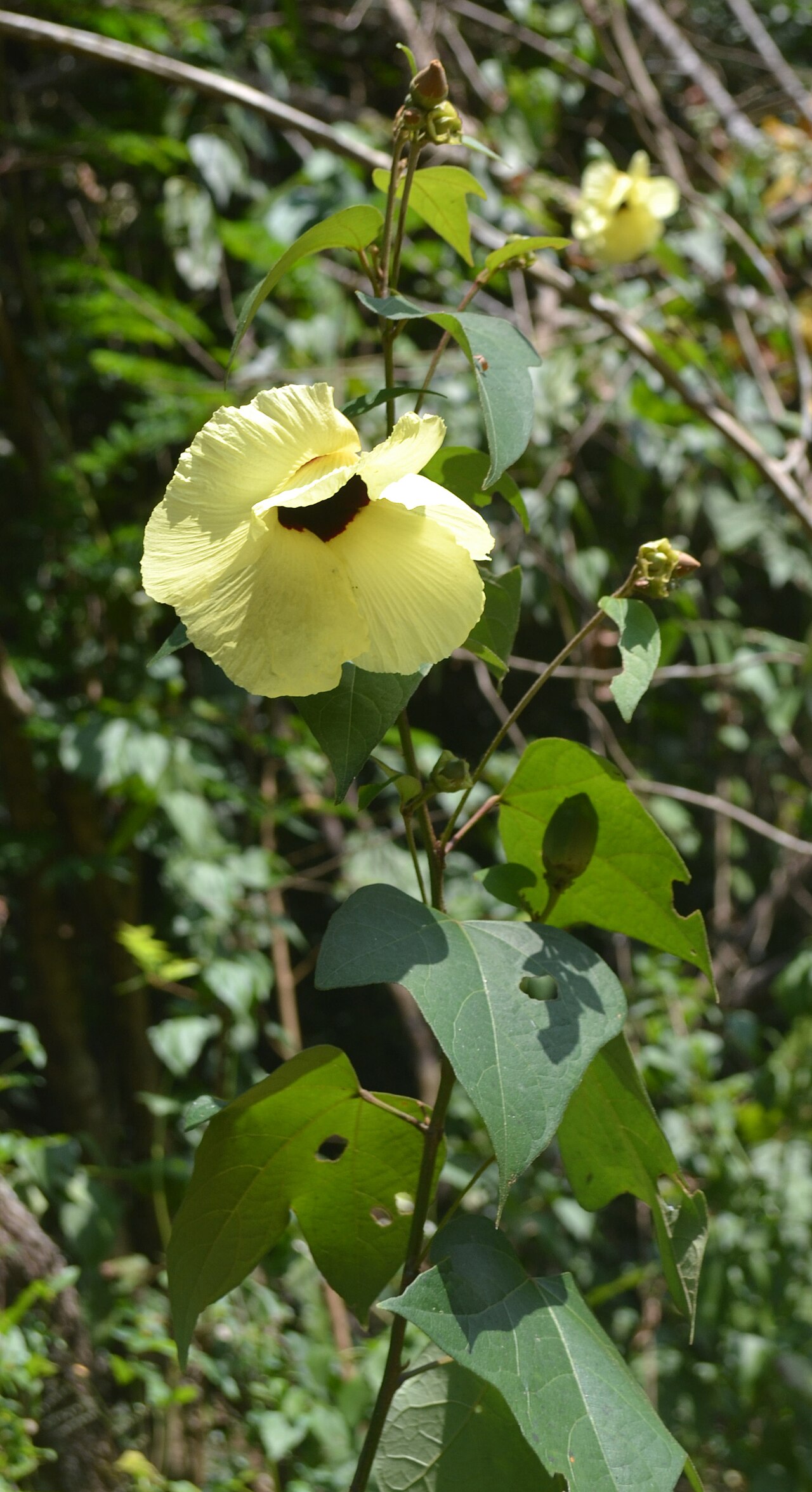 Azanza lampas: Thespesia lampas