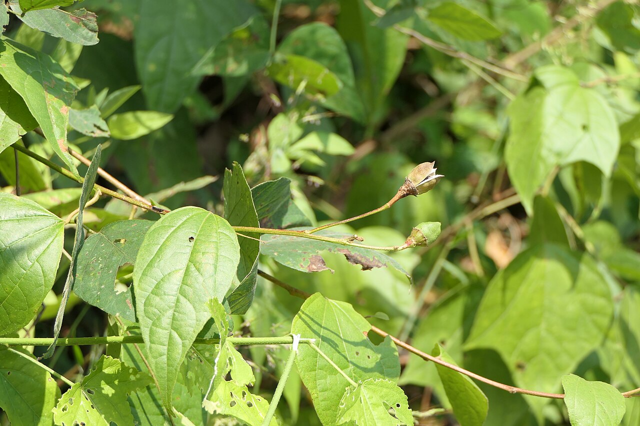 Azanza lampas: synonym: Thespesia lampas (Cav.) Dalzell