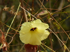 Azanza lampas (Azanza lampas)