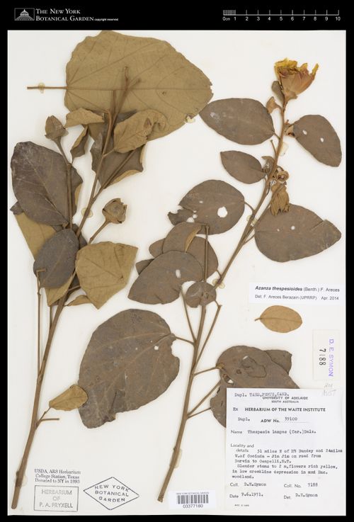 Azanza thespesioides: Thespesia thespesioides