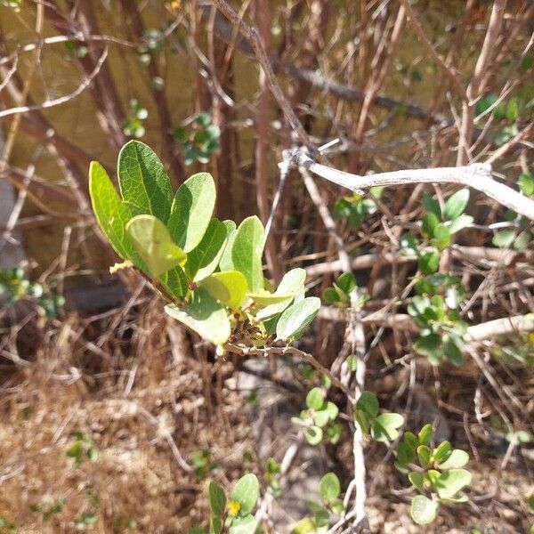 Azara celastrina (Azara celastrina)