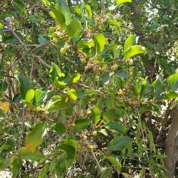 Azara celastrina (Azara celastrina)