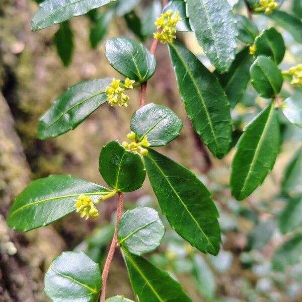 Azara lanceolata (Azara lanceolata)