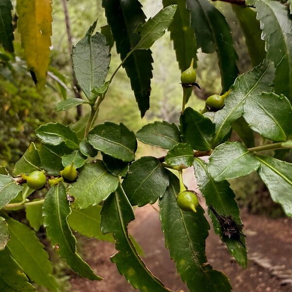 Azara lanceolata (Azara lanceolata)