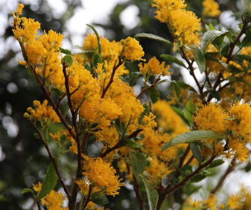 Azara lanceolata (Azara lanceolata)