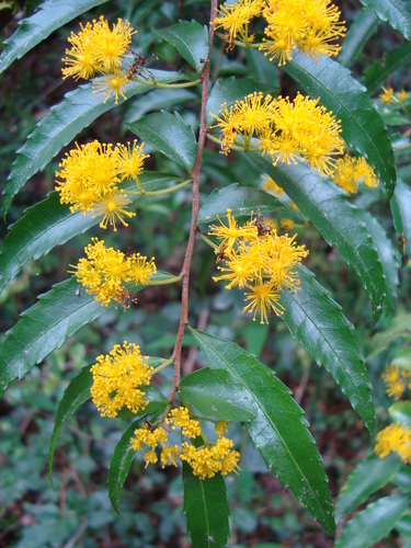 Azara lanceolata (Azara lanceolata)