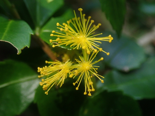 Azara lanceolata (Azara lanceolata)