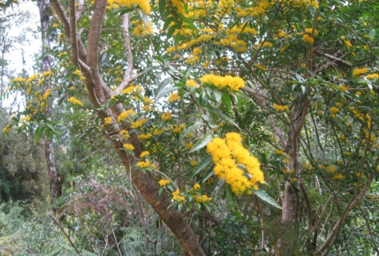 Azara lanceolata: Rama de Azara lanceolata , parque Oncol, Valdivia, Chile