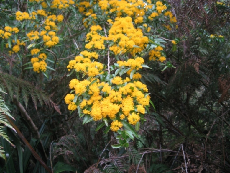 Azara lanceolata: Rama florida de Azara lanceolata , parque Oncol, Valdivia, Chile