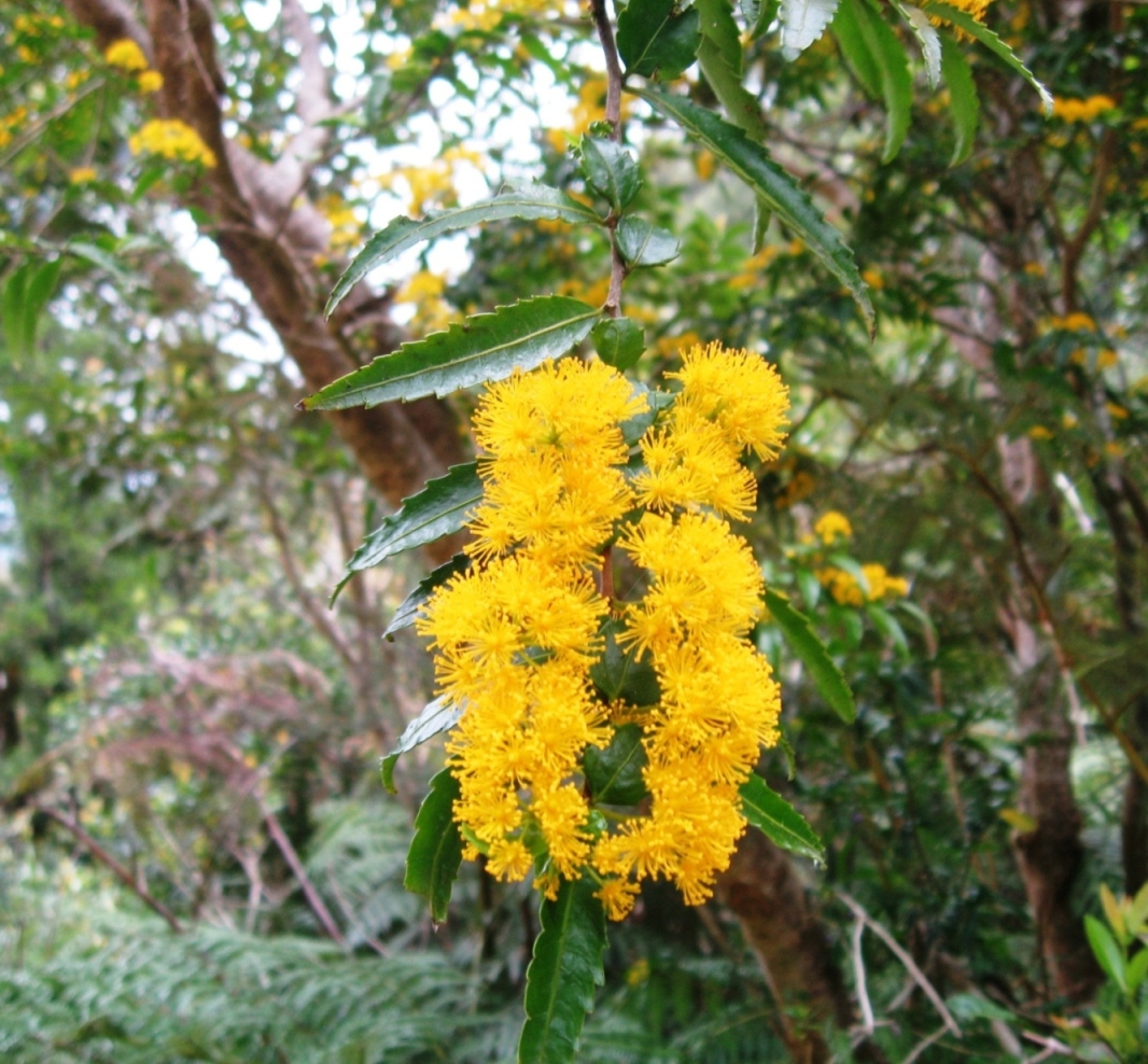 Azara lanceolata: Flores de Azara lanceolata , parque Oncol, Valdivia, Chile