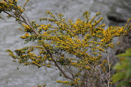 Azara lanceolata (Azara lanceolata)