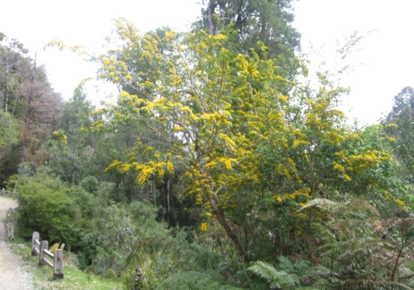 Azara lanceolata: Plánta de Azara lanceolata , parque Oncol, Valdivia, Chile