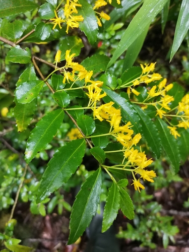 Azara lanceolata (Azara lanceolata)