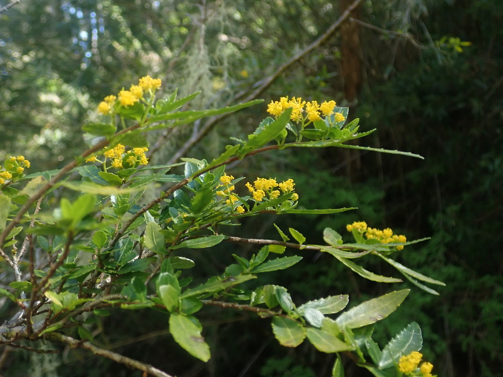 Azara lanceolata (Azara lanceolata)