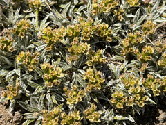 Azorella ameghinoi (Azorella ameghinoi)