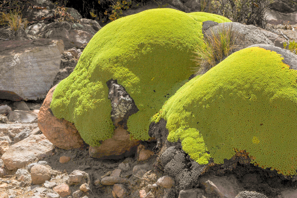 Azorella compacta (Azorella compacta)