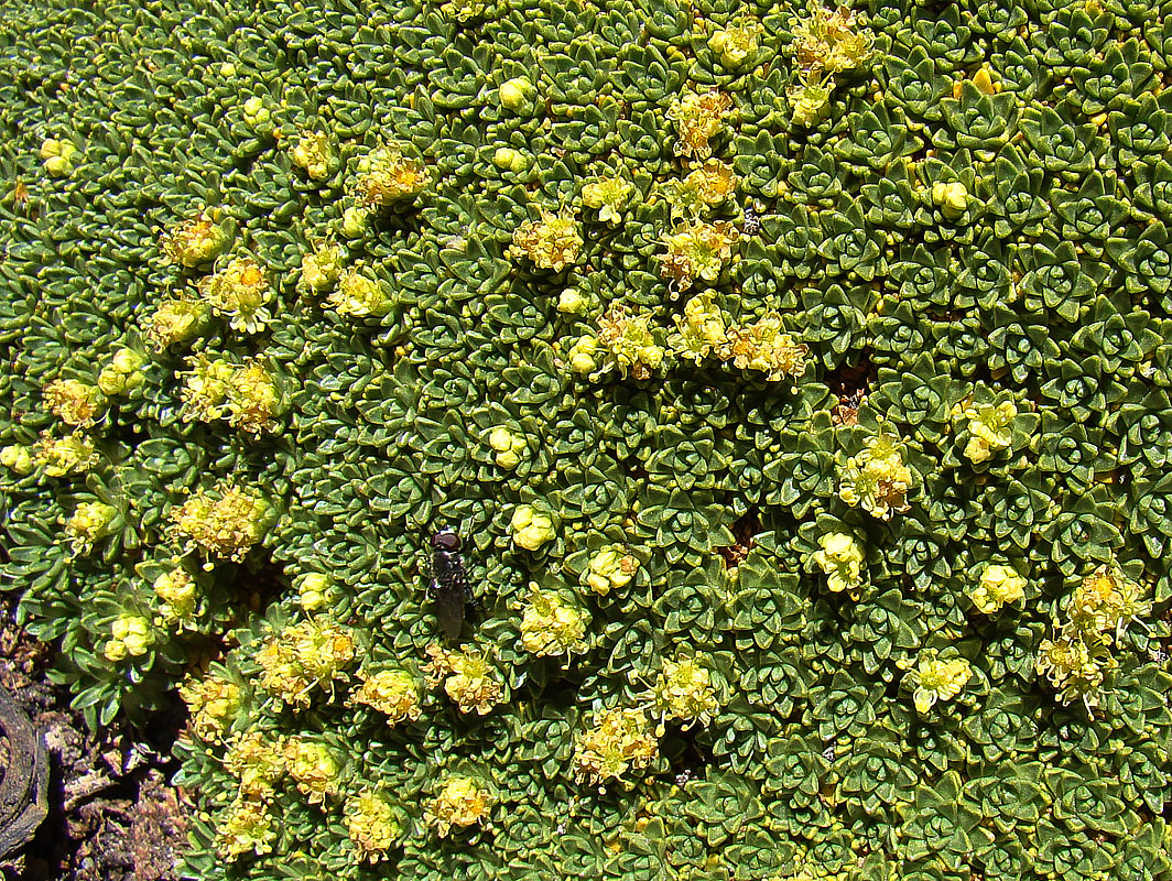 Azorella compacta: Yareta flowers in the Chilca Range of Peru. In context at www.dixpix.ca/sth_cordillera/flora/carrots/index.html
