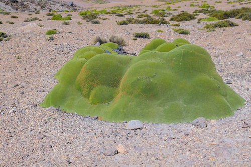 Azorella compacta (Azorella compacta)