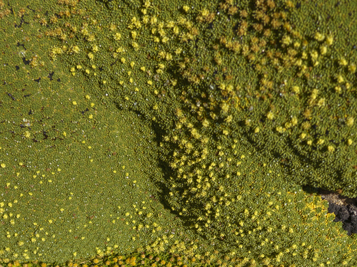 Azorella compacta (Azorella compacta)