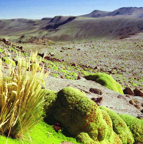 Azorella compacta: Azorella compacta Photo taken by Professor Bikey Bike , May 2002, on the slopes of Nevado Coropuna , Peru .
