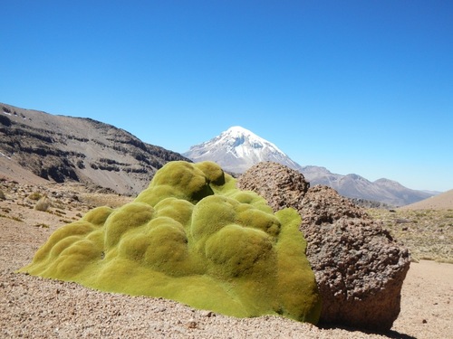 Azorella compacta (Azorella compacta)