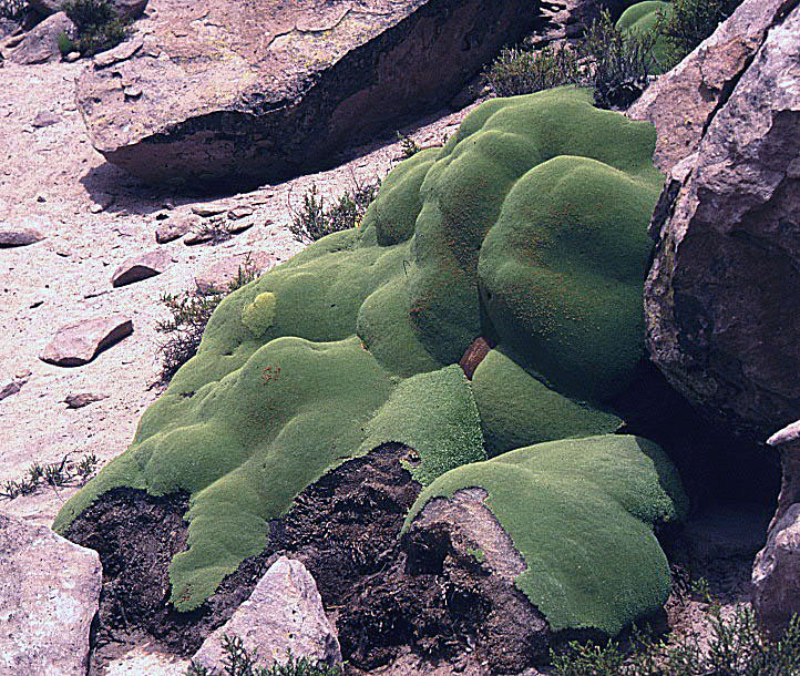 Azorella compacta: Yareta or Llareta of the altiplano and southern Cordillera. It looks like a moss, but is a woody mat plant. In context at www.dixpix.ca/sth_cordillera/flora/car