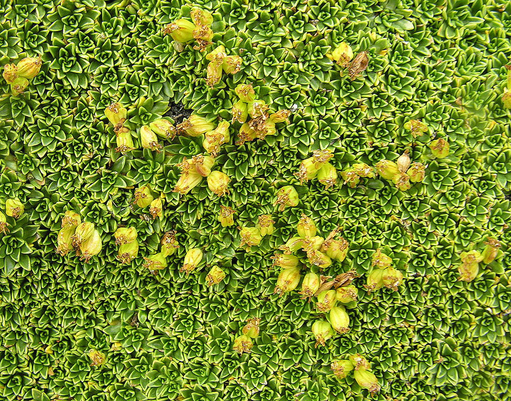 Azorella compacta: Yareta seeds in the mountains of La Rioja Province, Argentina. In context at www.dixpix.ca/sth_cordillera/flora/carrots/index.html