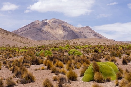 Azorella compacta (Azorella compacta)