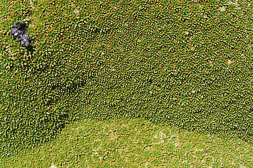 Azorella compacta: Neat wildflower at high elevation on Alto Plano in Argentina, called "yareta". Forms these cool big old mounds o' flower. It looks remarkably like New Zealand's