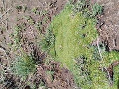 Azorella diapensioides (Azorella diapensioides)