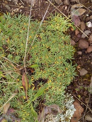 Azorella diapensioides (Azorella diapensioides)