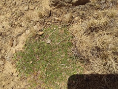 Azorella diapensioides (Azorella diapensioides)