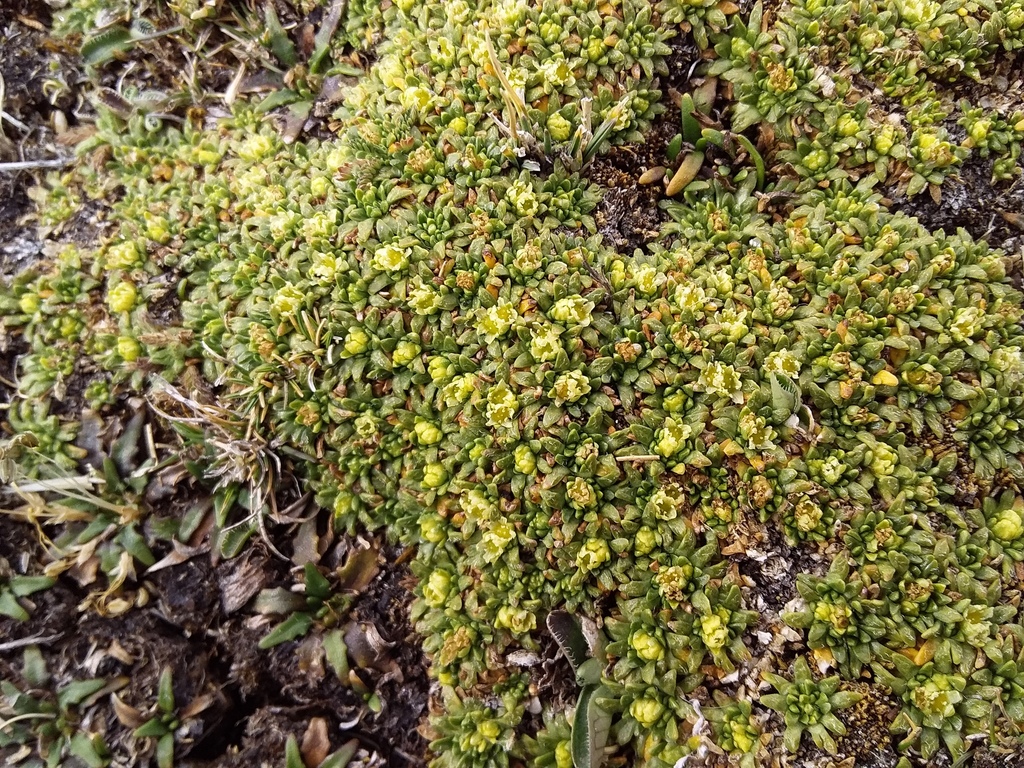 Azorella diapensioides (Azorella diapensioides)
