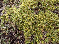 Azorella diapensioides (Azorella diapensioides)