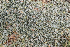 Azorella diapensioides (Azorella diapensioides)