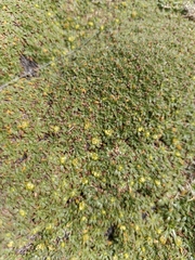 Azorella diapensioides (Azorella diapensioides)
