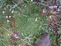 Azorella diapensioides (Azorella diapensioides)