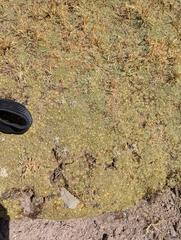 Azorella diapensioides (Azorella diapensioides)