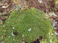 Azorella diapensioides (Azorella diapensioides)