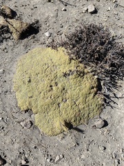 Azorella diapensioides (Azorella diapensioides)