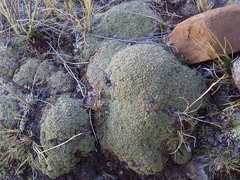 Azorella diapensioides (Azorella diapensioides)