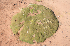 Azorella diapensioides (Azorella diapensioides)