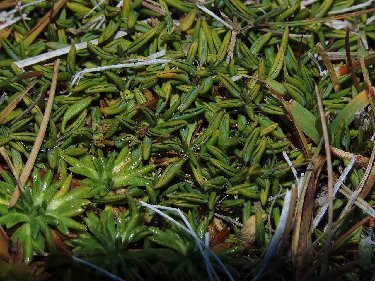 Azorella filamentosa: Wiry azorella